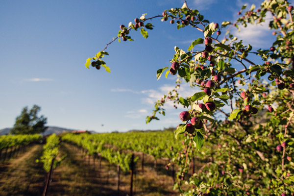 Julian, CA is Cool | Wineries in Julian, CA | Julian, CA Apples