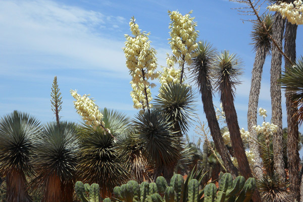 Anza Borrego Native Americans | Anza-Borrego Desert