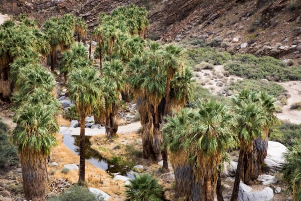 Waterfalls in Anza Borrego Desert | Anza Borrego Desert