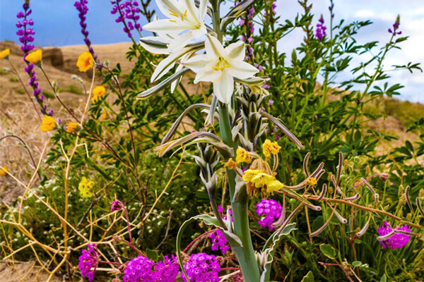 Spring Blooms in the Anza-Borrego Desert | Desert Wildflowers