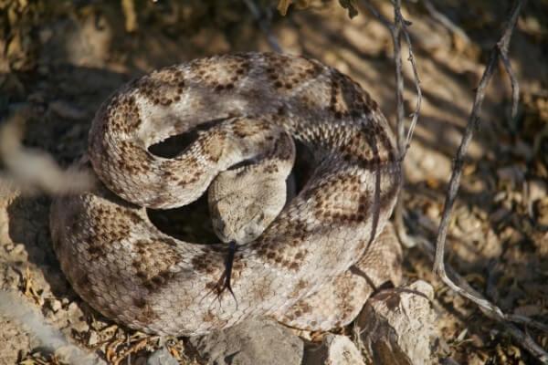 Snakes in the Anza Borrego Desert | Snake Safety