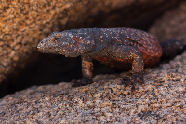 Chuckwallas | Anza Borrego Desert