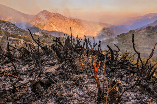 California Wildfires | Benefits of Fire | Is Borrego Springs Safe