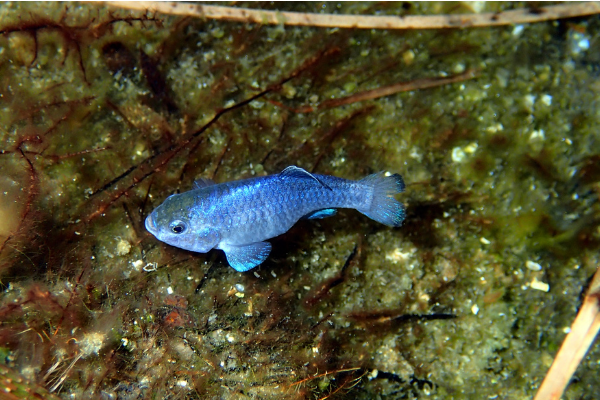 Pupfish | Anza-Borrego | Pupfish in the Anza-Borrego Desert