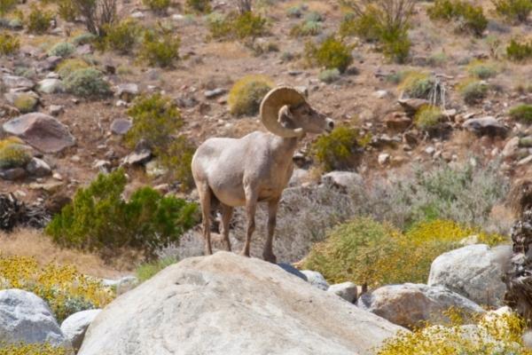 Bighorn Sheep | Palm Canyon Trail