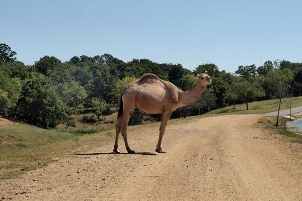 Camels | Anza Borrego Desert