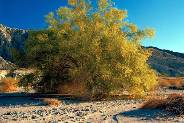 Ironwood | Ironwood Tree | Hiking | Golf Clubs