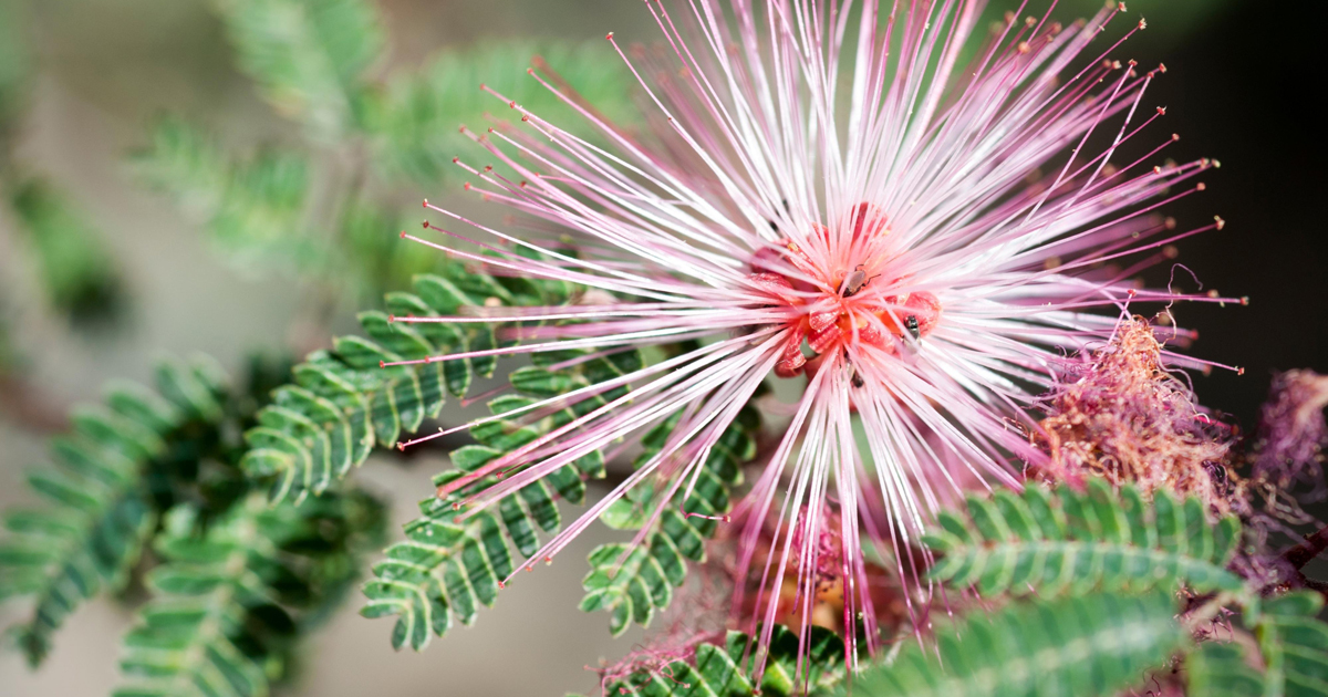 Fairy Duster Concerts in the Desert Stagecoach Flowers