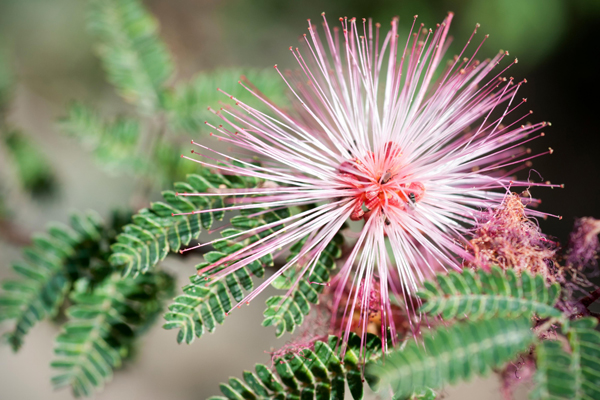 Fairy Duster | Concerts in the Desert | Stagecoach | Flowers