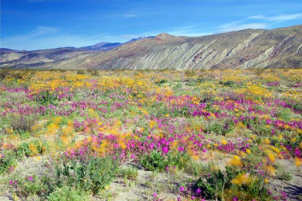 Wildflower Bloom | Desert Wildflowers