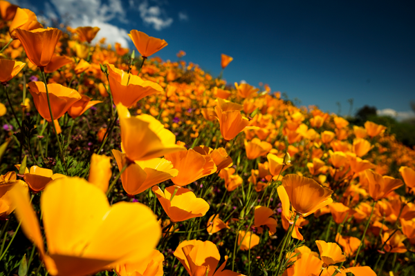 Superbloom