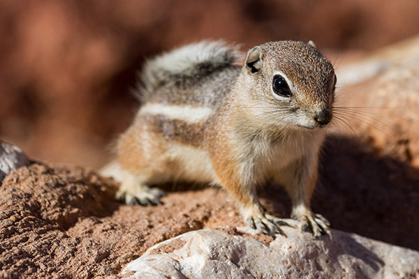 antelope squirrel