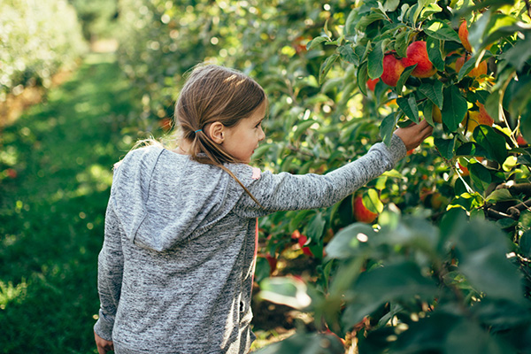 apple harvest time in Julian