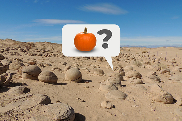 pumpkin patch in the Anza Borrego Desert